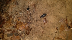 Carabus purpurascens