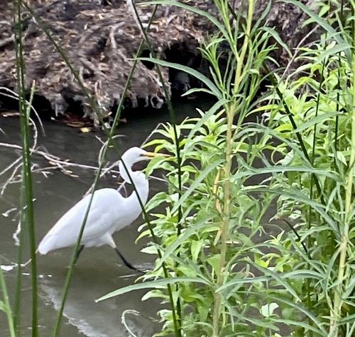 iNaturalist observation photo of Great Egret