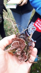 Thelephora caryophyllea