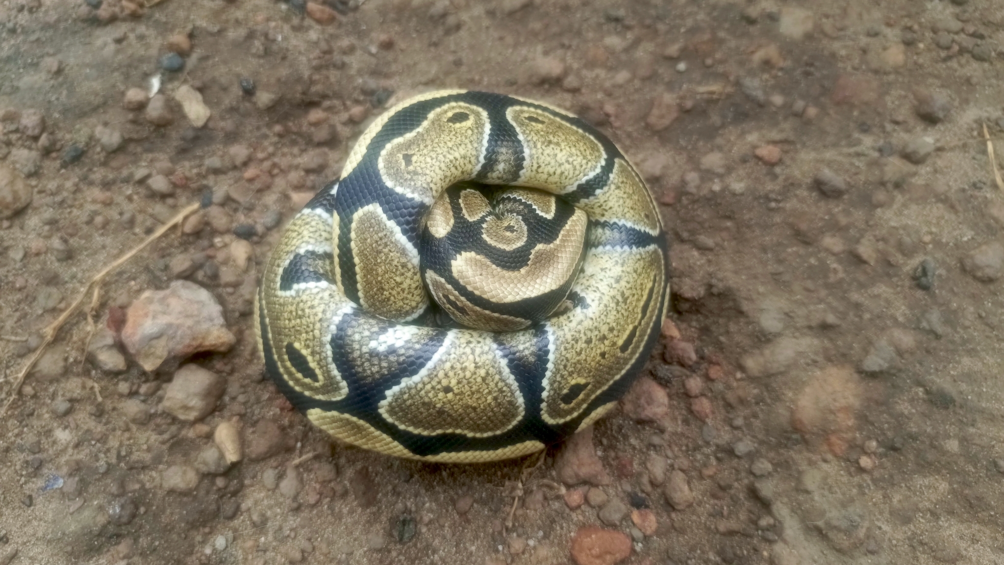 Python regius