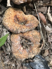 Serpulaceae