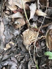 Serpulaceae