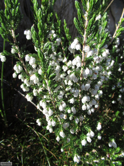 Erica triflora
