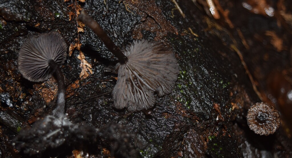Pseudoclitocybe foetida
