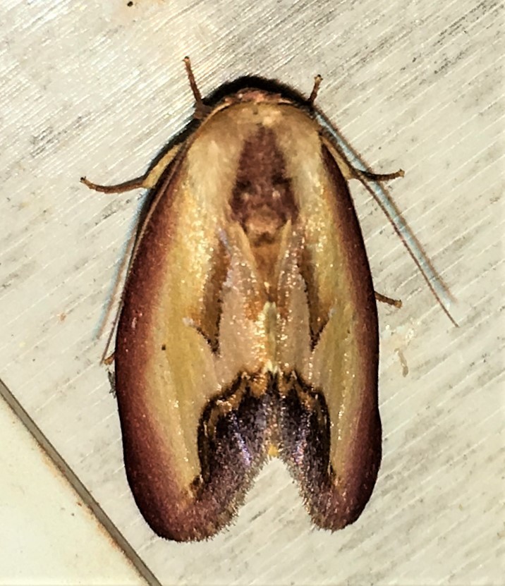Maschane fragilis