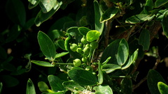 Thilachium africanum