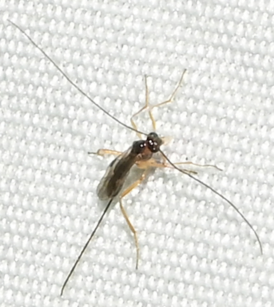 Macrocentrus nigridorsis