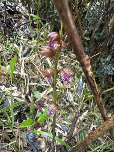 Oreorchis indica iNat (1)