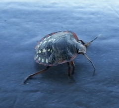 Nezara viridula