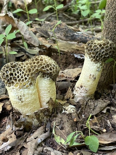 Lysurus periphragmoides (Klotzsch) Dring