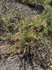 Cenchrus longispinus