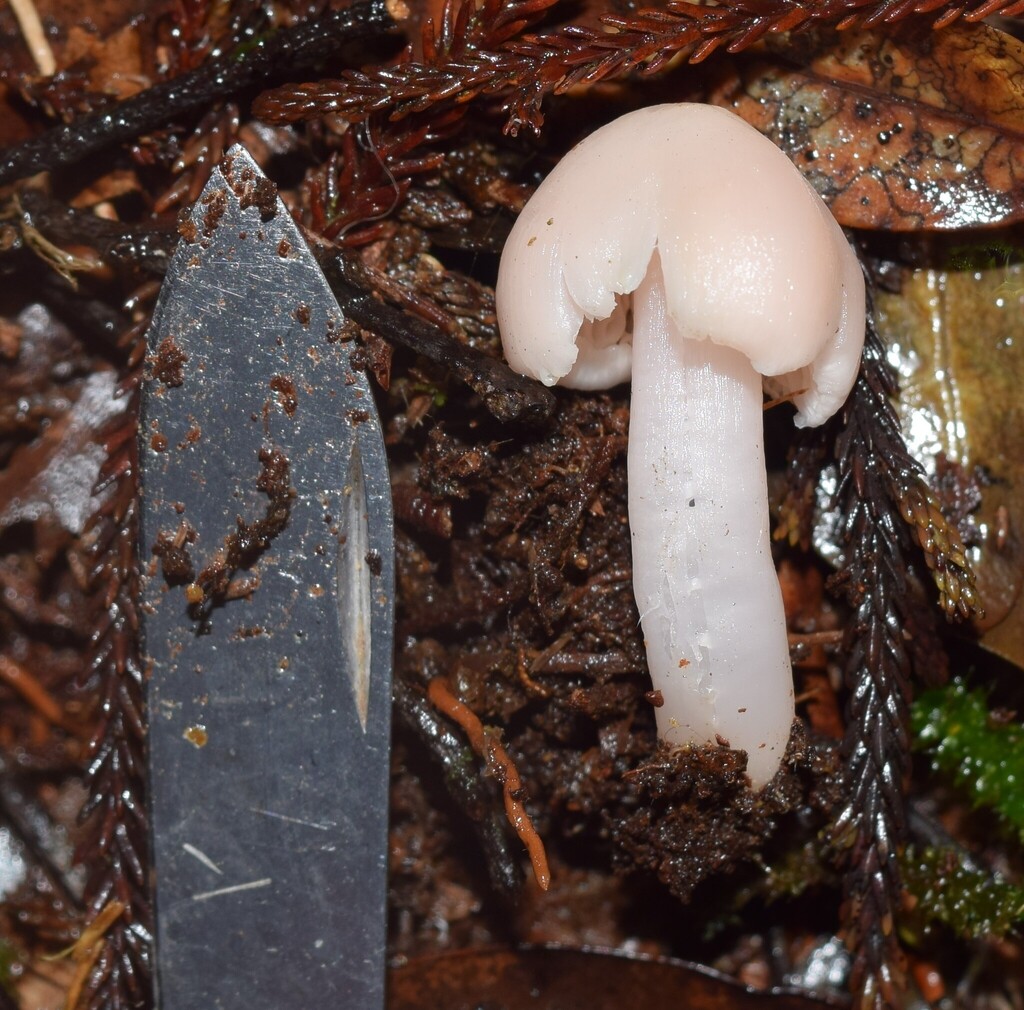 Humidicutis horakii · June 2025 · photo: © davidwhyte (iNaturalist, cc-by-sa)