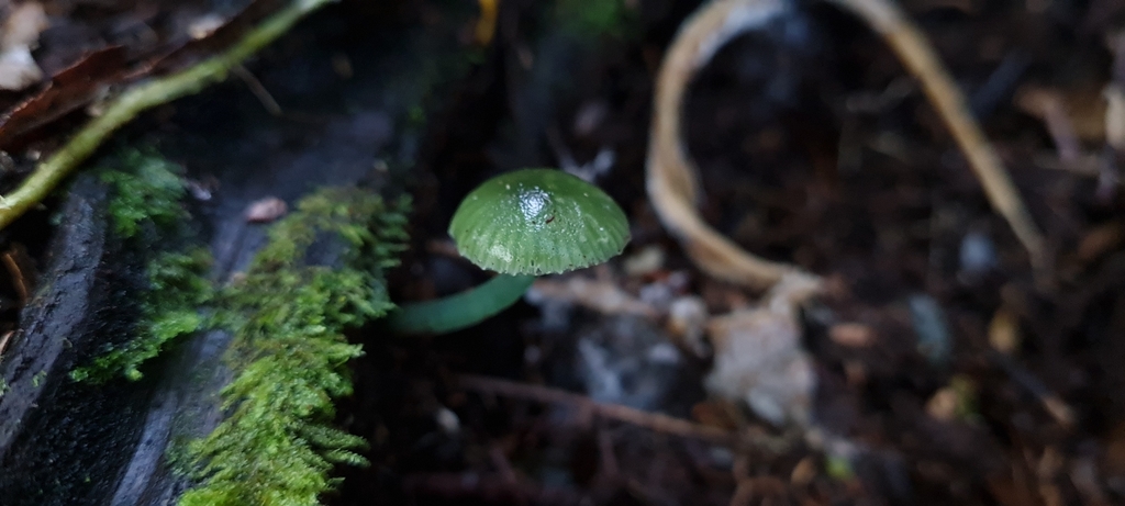 Gliophorus graminicolor · June 2025 · photo: © andrew_poad (iNaturalist, cc-by)