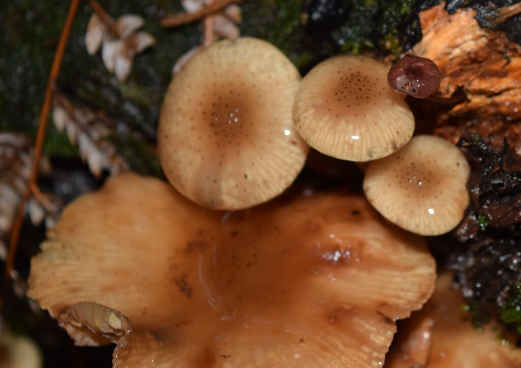 Armillaria novae-zelandiae · June 2025 · photo: © davidwhyte (iNaturalist, cc-by-sa)