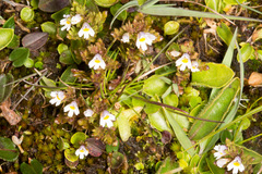 Euphrasia minima