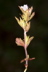 Euphrasia minima