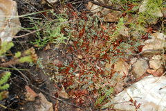 Indigofera cerasiflora