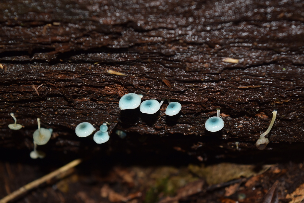 Mycena interrupta · June 2025 · photo: © davidwhyte (iNaturalist, cc-by-sa)
