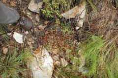 Indigofera cerasiflora