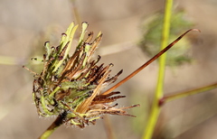 Cordylanthus rigidus setigerus