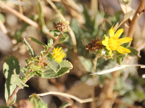Image of Grindelia hallii by (c) Millie Basden, some rights reserved (CC BY)