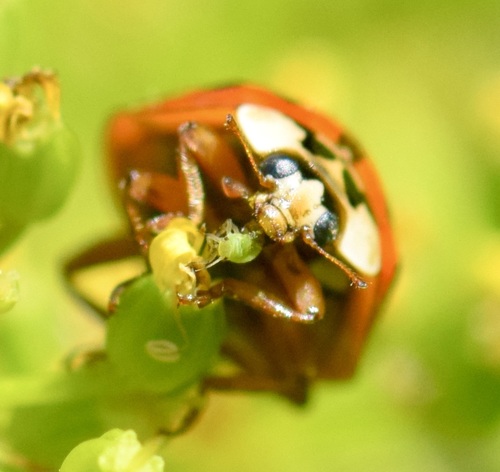 Asian Lady Beetle photo 5