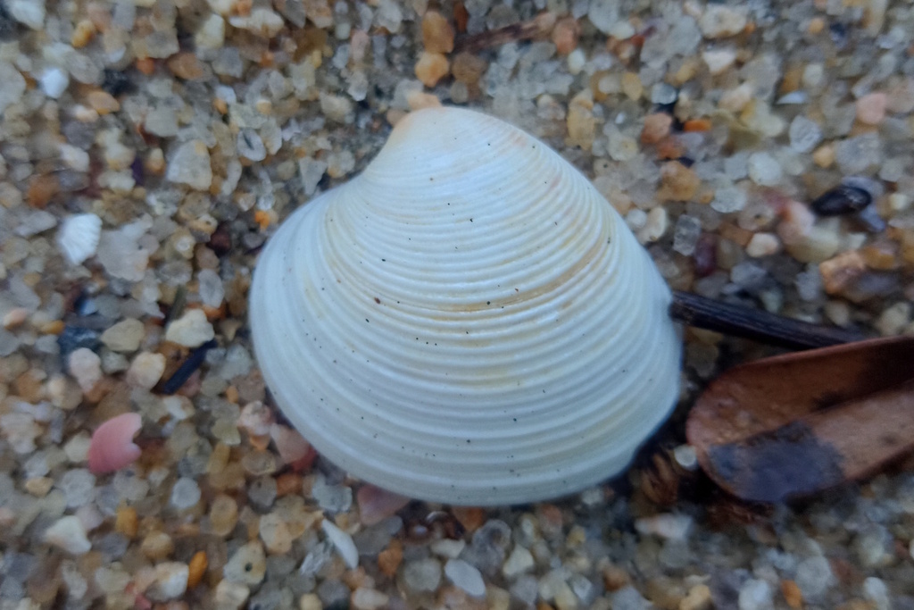 Purple Venus Clam