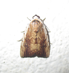 Tachosa brunnescens