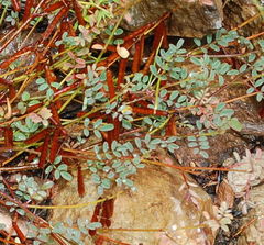 Indigofera cerasiflora
