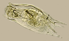 Mytilina