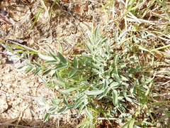 Astragalus lotiflorus