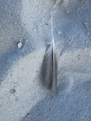 Plume de Mouette atricille