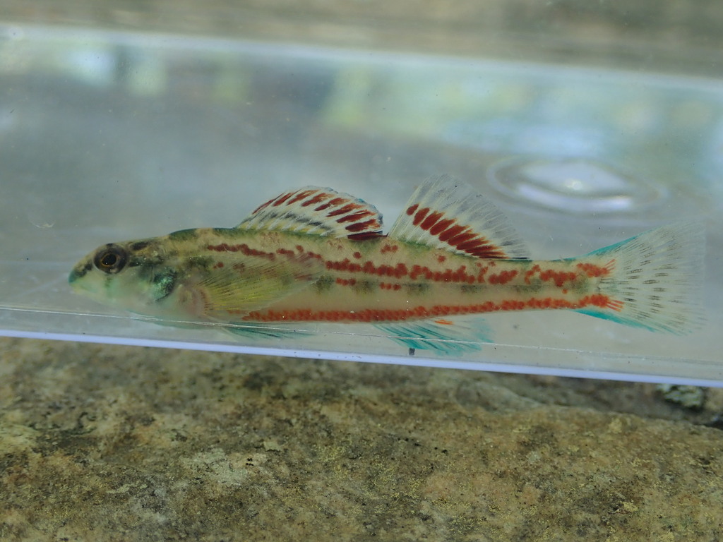 Warrior Darter