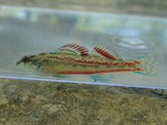 Warrior Darter photo 1