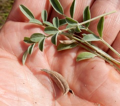 Astragalus lotiflorus