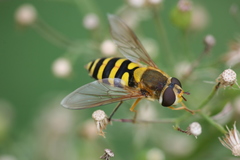 Epistrophe grossulariae