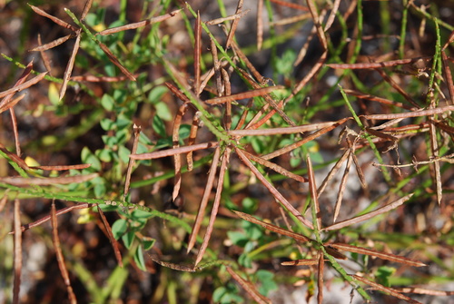 Image of Indigofera stirtonii by (c) Charles Stirton, some rights reserved (CC BY-SA)