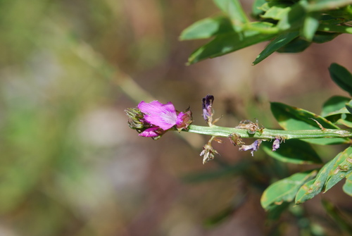Image of Indigofera stirtonii by (c) Charles Stirton, some rights reserved (CC BY-SA)