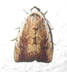 Tachosa brunnescens