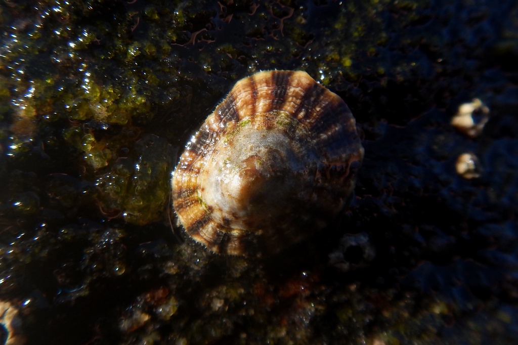 Lottia subrugosa
