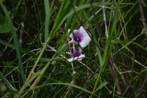 threefork morning glory