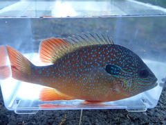Gulf Longear Sunfish photo 2