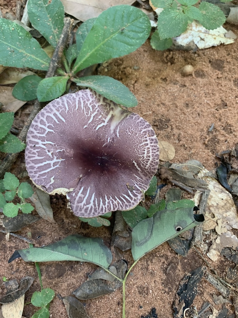 Leucocoprinus lilaceus · April 2021 · photo: © emma96 (iNaturalist, cc-by-nc)