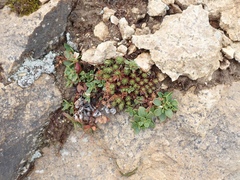Penstemon davidsonii davidsonii