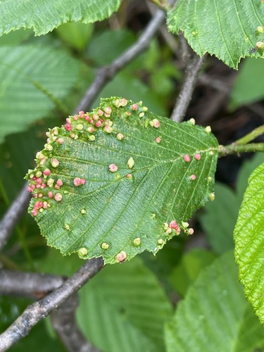 Alder Leaf Gall Mite photo 5