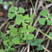 Water Clover - Photo (c) Bill Dodd, some rights reserved (CC BY-NC)