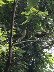 Treron sieboldii sieboldii