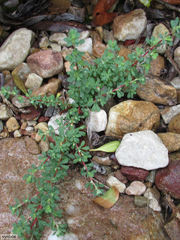 Cliffortia propinqua