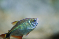 Hyphessobrycon anisitsi