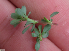 Cliffortia propinqua